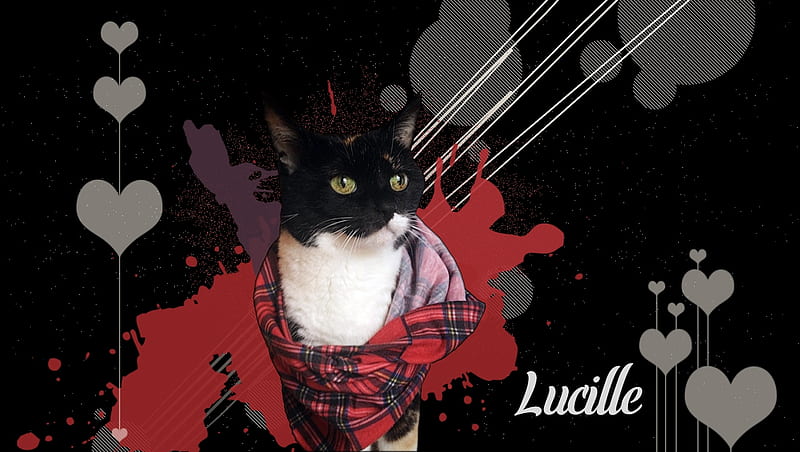 Lucille, cute, feline, kitty, meow, cat, animal, HD wallpaper