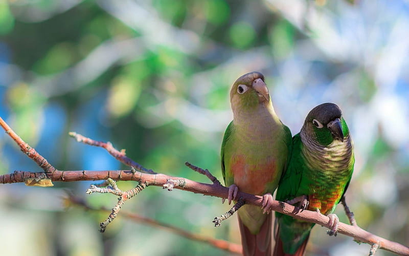 parrots bird branch sit-wild animals, HD wallpaper