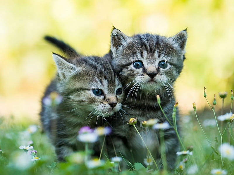 Cute Kittens, kittens, flowers, garden, cat, animal, HD wallpaper | Peakpx