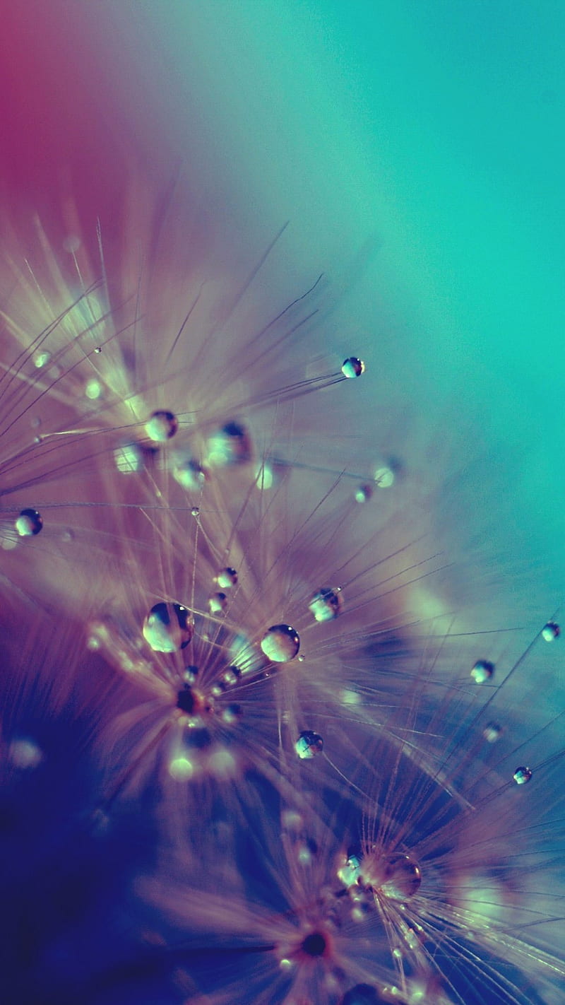 Morning Dew, dandelion, drops, flower, macro, wet, HD phone wallpaper