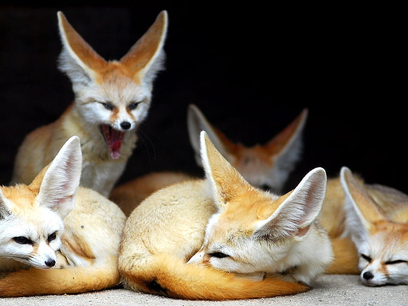 Cute Fennec Foxes, family, cute, desert, fox, ears, fennec, HD wallpaper