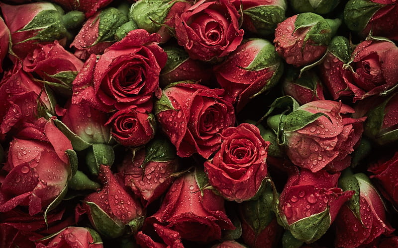 Roses, red, green, rose, texture, flower, summer, skin, trandafir, HD ...
