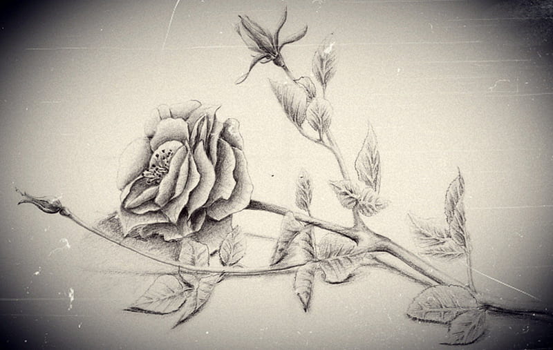  Rosa, blanco y negro, lápiz, dibujo, Fondo de pantalla HD