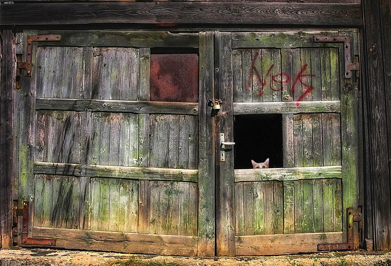 Cat, gate, nice, green, bronze, country, barn, door, HD wallpaper