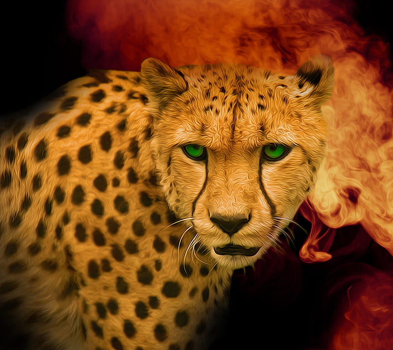 Cheetah Cool Cheetah HD wallpaper  Pxfuel