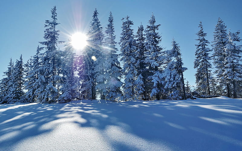 winter landscape, snow, trees, sun, mountains, snow-covered trees, HD wallpaper