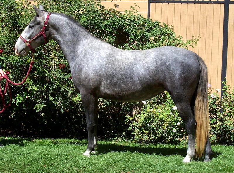 Grey Horse, gris, nature, breed, horse, HD wallpaper