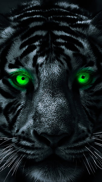 Green eyes, animal, face, portrait, tiger, wild animal, HD phone wallpaper  | Peakpx