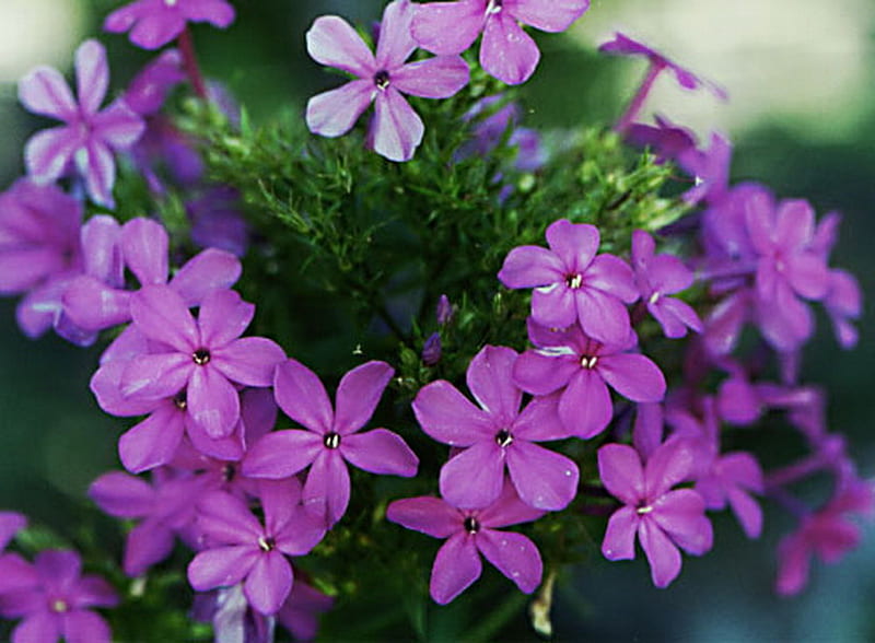 PHLOX, flower, pretty, purple, plant, HD wallpaper
