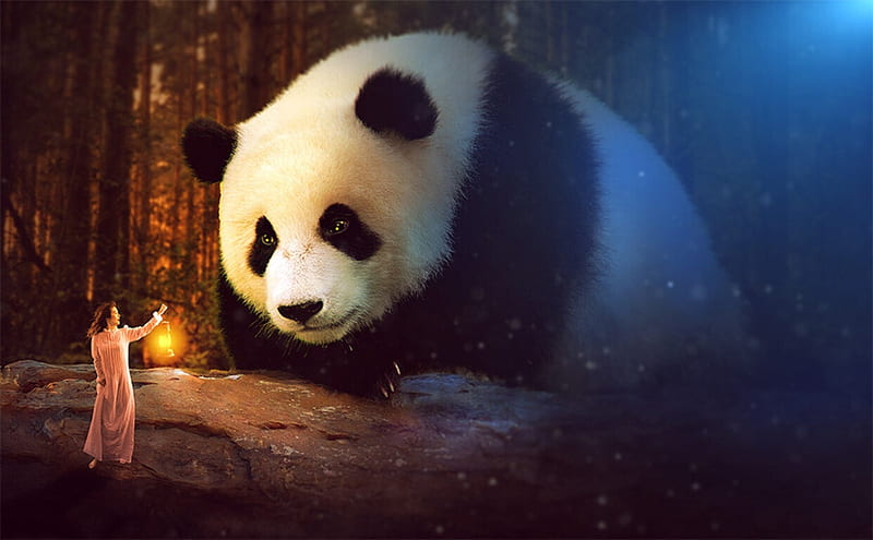 The panda and the girl, panda, fantasy, cyrus rouhanu, lantern, girl, guant, night, light, giant, HD wallpaper