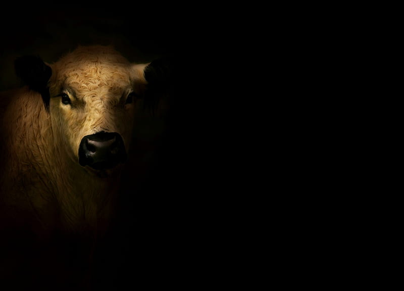 Cow, art, cally whitham galloway, painting, black, vaca, pictura, animal, HD wallpaper