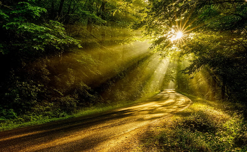 Sun Rays through the Forest Trees, Road Ultra, Nature, Forests, forest, trees, road, summer, sun rays, HD wallpaper