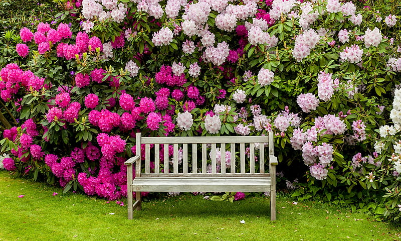 Bench in garden, rest, rhododendrone, garden, bench, summer, spring, bonito, wooden, HD wallpaper
