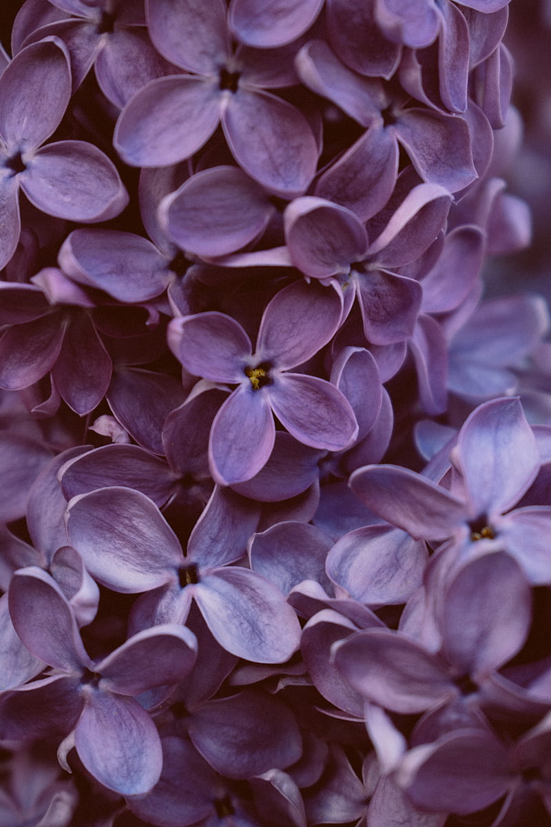 lilac, flowers, macro, bloom, purple, HD phone wallpaper