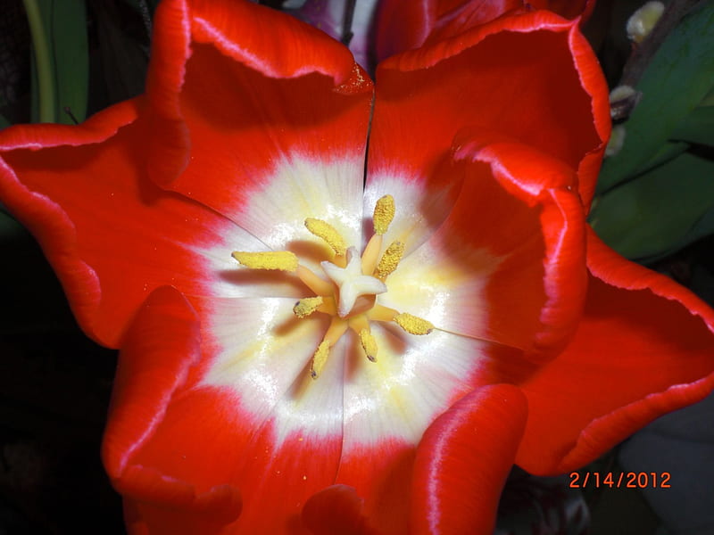 Star Tulip, flower, beauty, color, forma, HD wallpaper