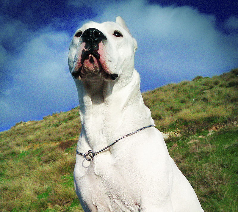 Dogo Argentino 5, argentino, awesome, dog, dogo, look, love, power, white, HD wallpaper