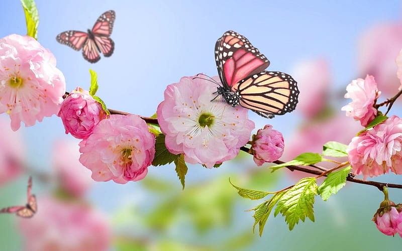 Mariposas en flores, flores, mariposas, rosa, amor, Fondo de pantalla HD |  Peakpx