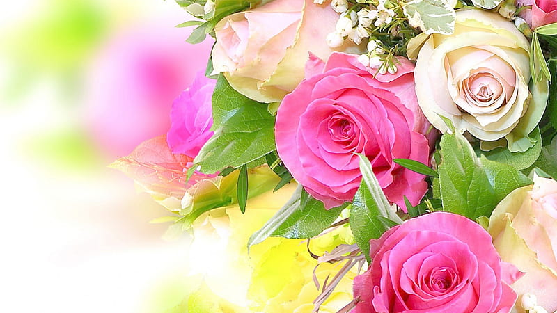 A Rose is a Rose, warm, romantic, blur, sunny, bonito, roses, proud, bouquet,  HD wallpaper | Peakpx