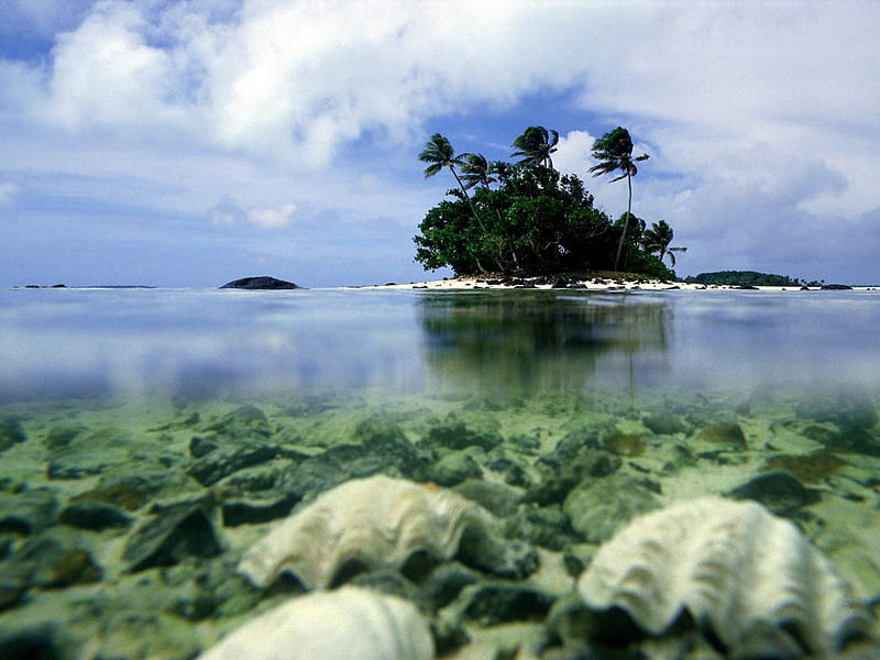 Aitutaki, Cook Islands, autralia, clams, ocean, cook islands, tropical, palms, HD wallpaper
