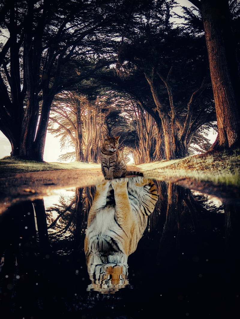 Tiger spirit Cat, GEN_Z__, animals, character, collage, digital, digitalmanipulation, domestic animal, felines, forest, herbs, light, mirror, nature, path, peaceful, personality, manipulation, reflection, striped cat, sun, tranquil, trees, water, wild animal, woods, zen, HD phone wallpaper