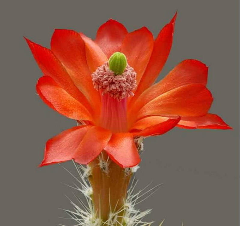 Cactus, flower, red, macro, HD wallpaper | Peakpx