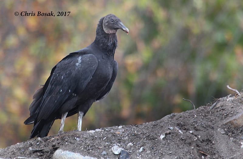 Vultures. Birds of New, Black Vulture, HD wallpaper