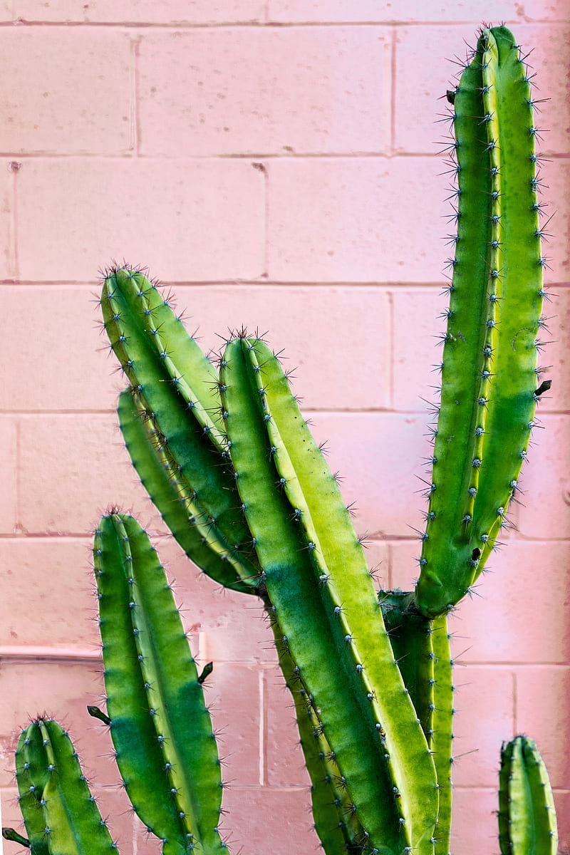 cactus, succulent, green, prickly, wall, HD phone wallpaper