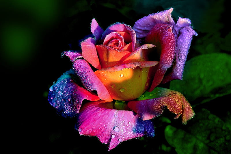 Rose, Drops, Flower, Nature, HD wallpaper | Peakpx