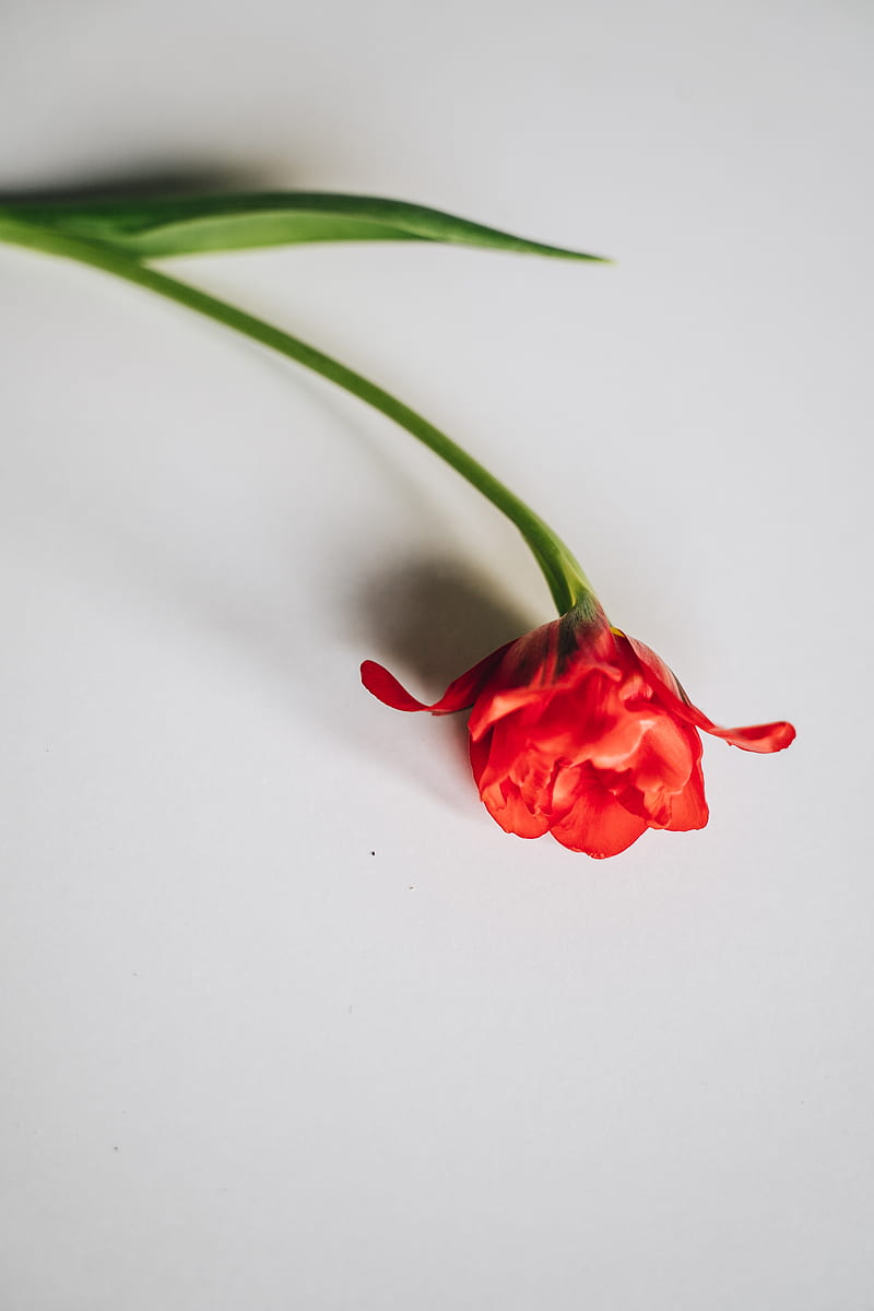 Red Flower on White Surface, HD phone wallpaper