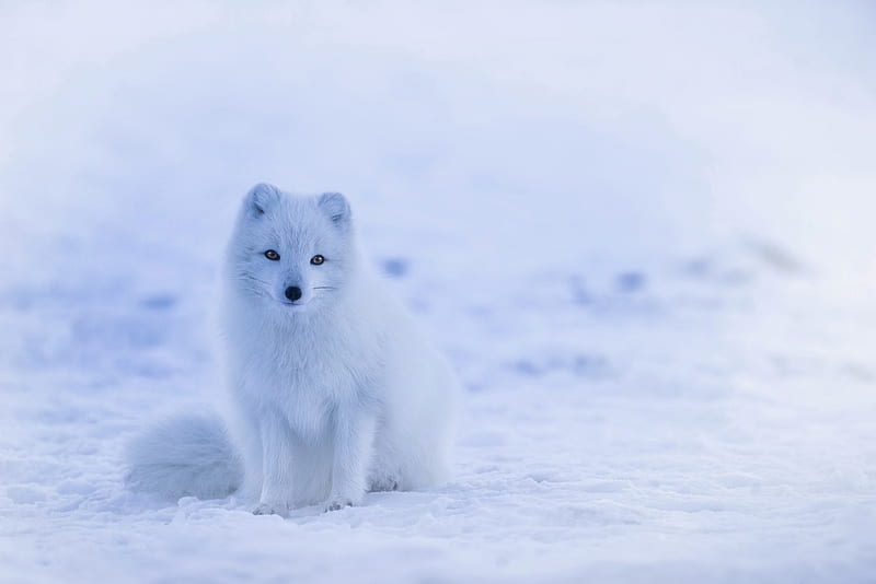 Snow Fox, White, Animal, Fox, Snow, HD wallpaper