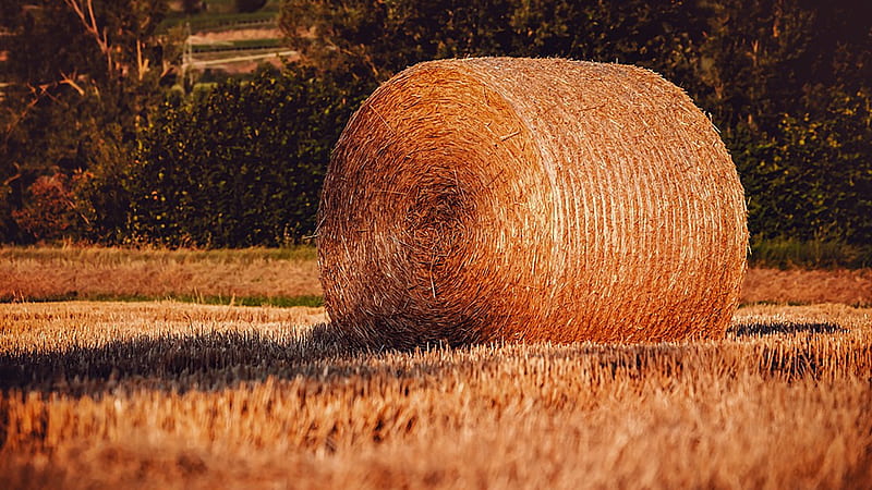 Round Hay Bale, Firefox theme, fall, autumn, country, straw, hay, farm, hay bale, summer, field, HD wallpaper
