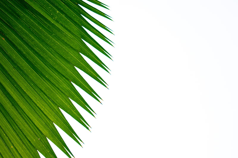 green palm leaf, HD wallpaper