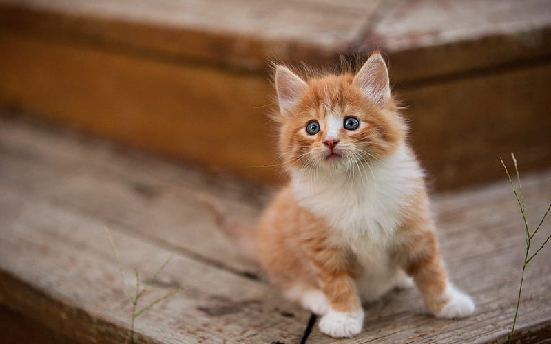 little fluffy ginger kitten, little cats, pets, cute animals, kittens, HD wallpaper