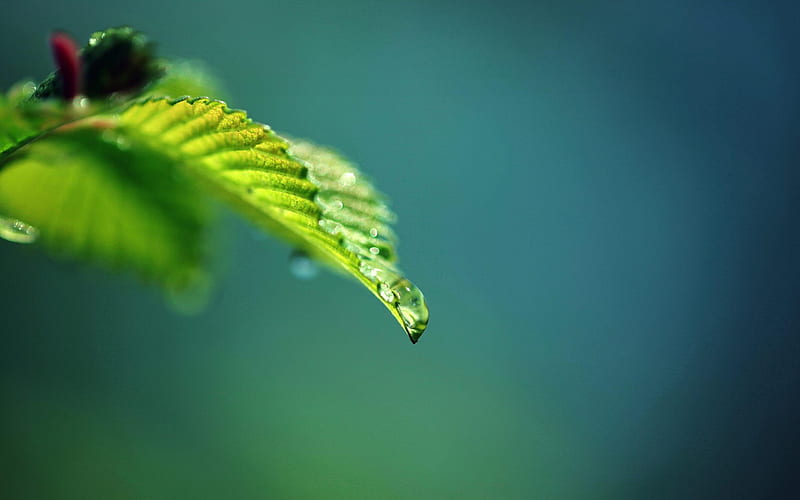 Leaves Water Drops-Plant macro graphy, HD wallpaper