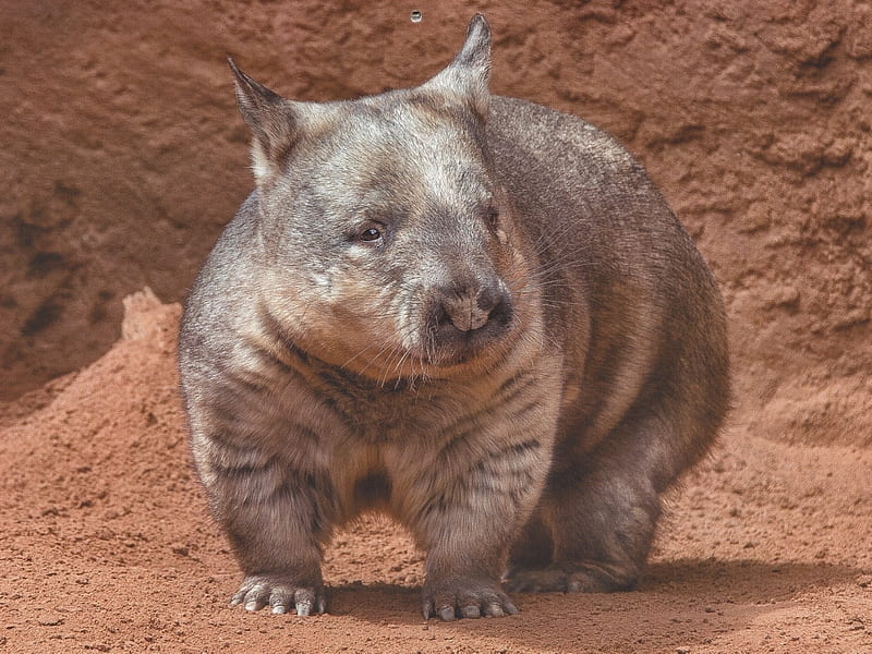 Wombat, Wildlife, Wombats, Australian Animals, HD wallpaper | Peakpx