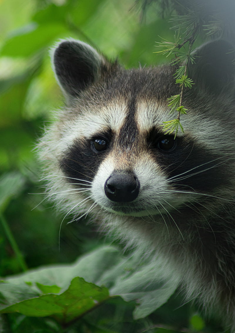 raccoon, cute, muzzle, animal, HD phone wallpaper