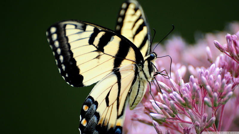 suburb butterfly, flower, insect, butterfly, pink, HD wallpaper
