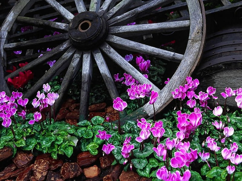 Wagon Wheel in the Garden, art, decorate, wagon, flowers, garden, wheel, pink, HD wallpaper
