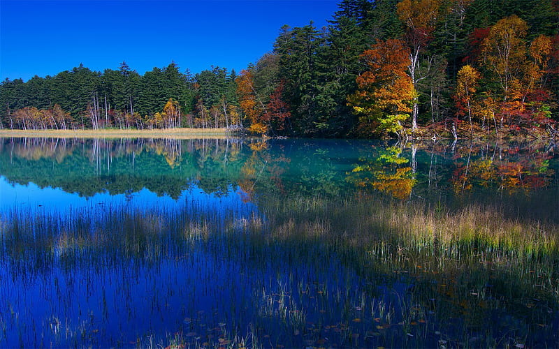 autumn, birch, blue lake, forest, japan, HD wallpaper
