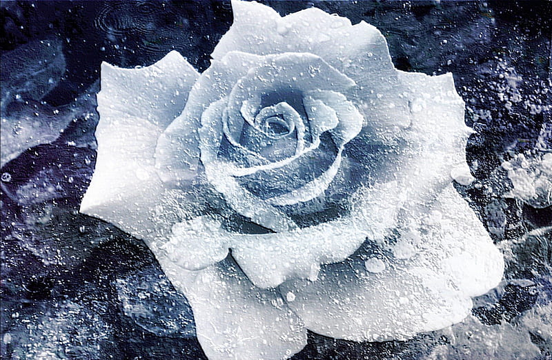 Frozen Rose, rose, flower, ice, frozen, blue, HD wallpaper