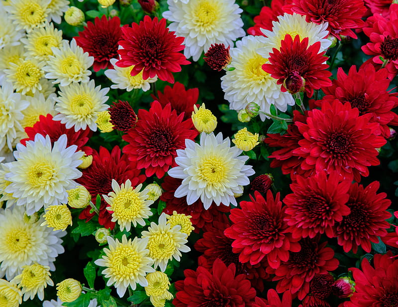chrysanthemum, flowers, bloom, white, red, yellow, HD wallpaper