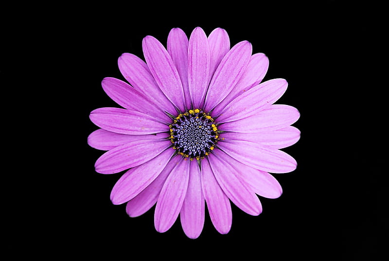 top view of purple daisy, HD wallpaper