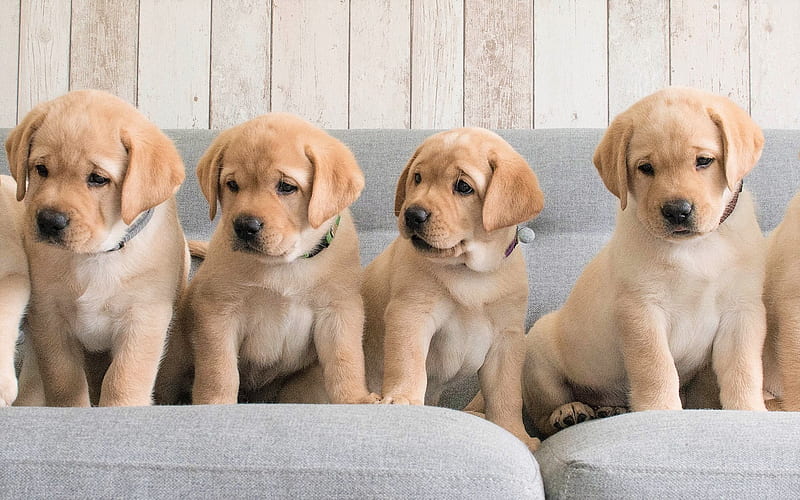 Golden Retriever Dog, puppies, labrador, dogs, family, pets, cute animals, Golden Retriever, HD wallpaper