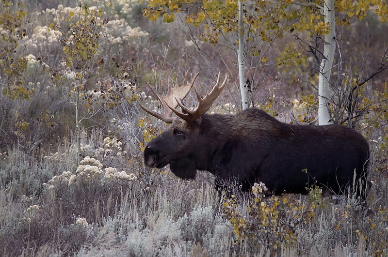 Animal, Moose, Fall, Wildlife, HD wallpaper