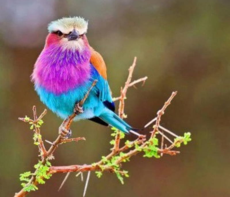 The lilac throated roller, the, serengeti, Jewel, of, HD wallpaper