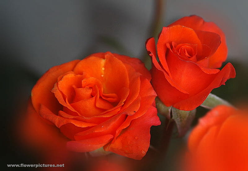 ORANGE COLOURED ROSES, colour, bonito, roses, orange, HD wallpaper | Peakpx