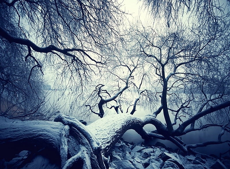 Frozen breath, breath, nature, frozen, winter, HD wallpaper | Peakpx