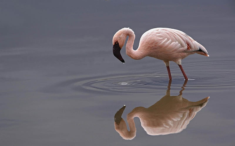 lesser flamingo lake nakuru national park kenya-bird theme, HD wallpaper