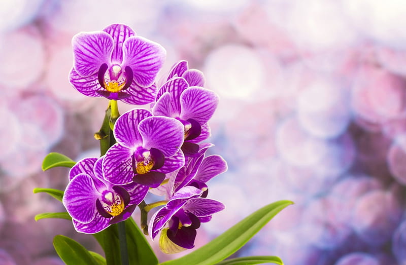 Pretty orchids, pretty, orchids, lovely, purple, background, flowers, bonito, HD wallpaper