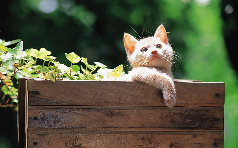 Little kitten in wooden box Lovely Kittens, HD wallpaper